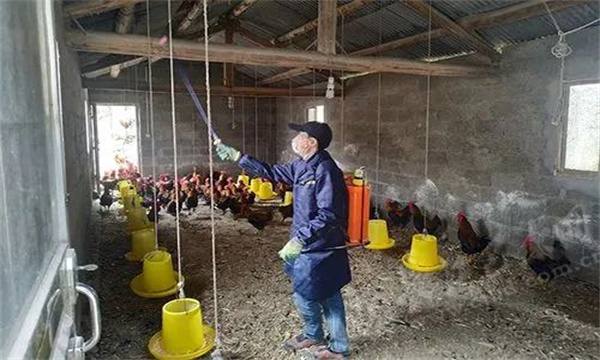 加强鸡场鸡舍消毒