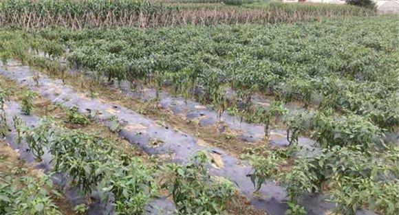 青椒疫病防治方法