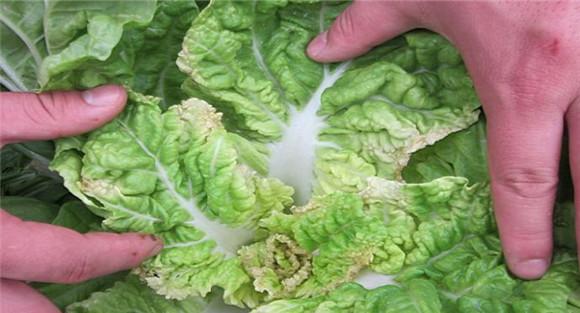 大白菜干烧心病