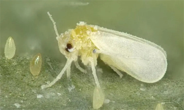 烟粉虱危害症状