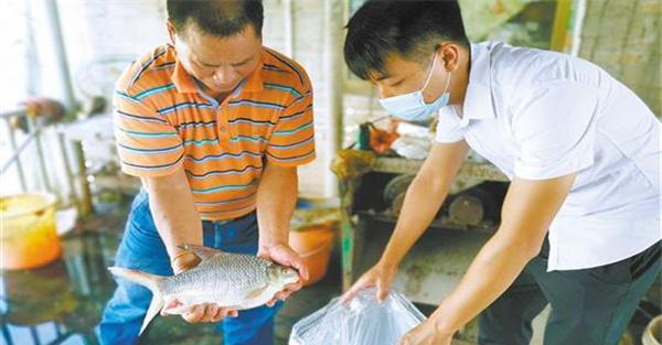 竖鳞病和寄生虫病的症状与危害