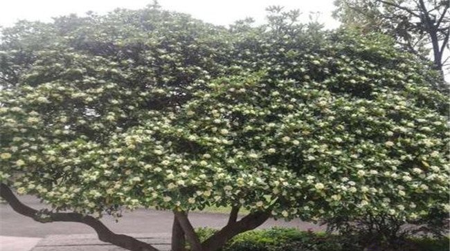 海桐树简介
