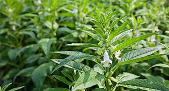 芝麻追肥用什么肥料