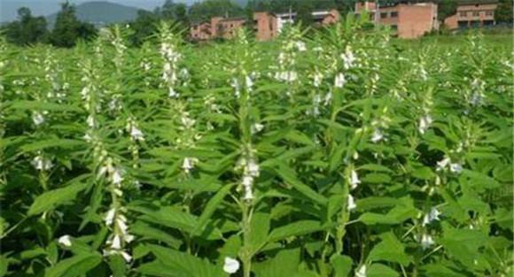 芝麻追肥的三种方法