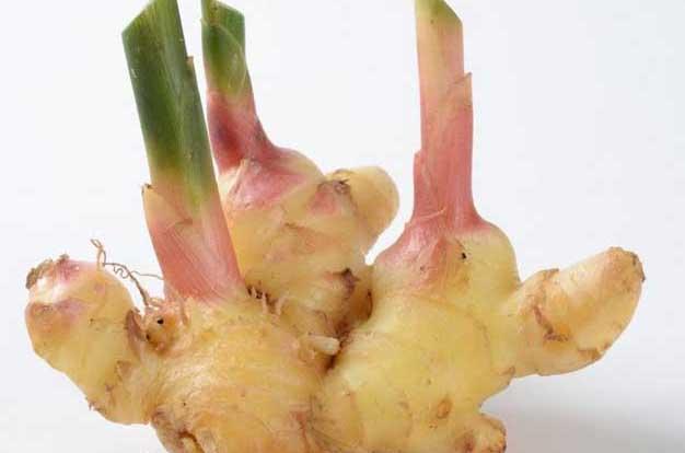 生姜种植管理方法