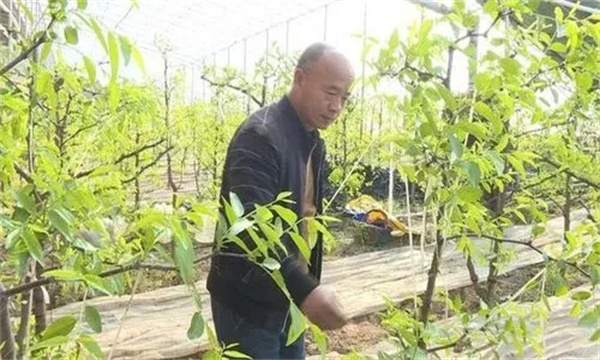枣树设施栽培怎样修剪