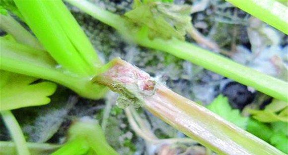 芹菜菌核病防治方法