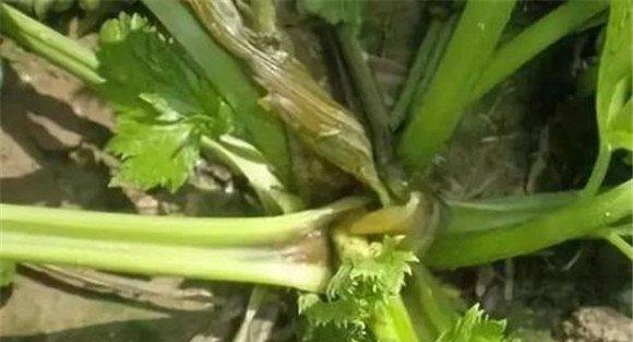 芹菜菌核病药剂防治
