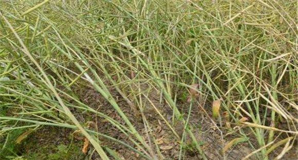 油菜菌核病用什么药治疗