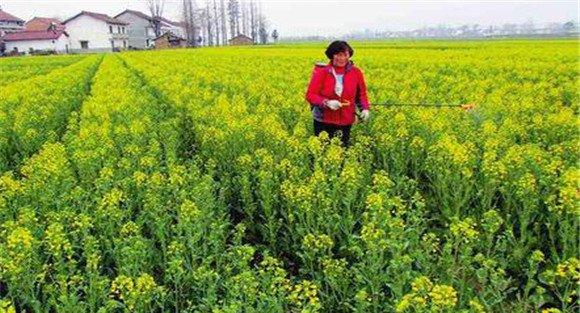 油菜菌核病如何预防