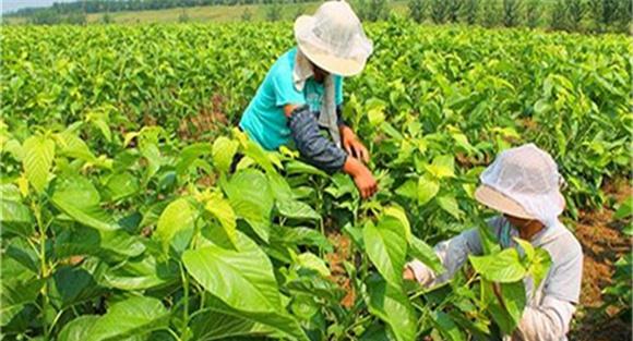 桑树施肥的注意要点