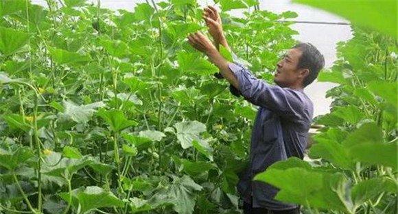夏秋甜瓜的田间管理技术