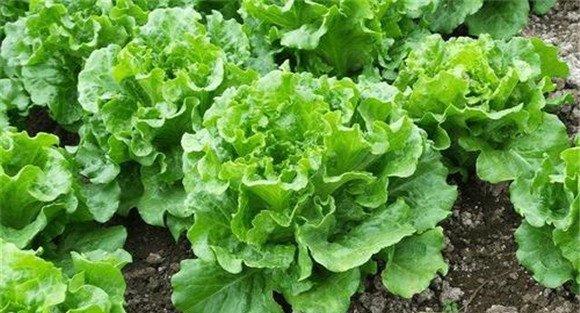生菜种植多久可以收获