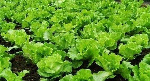生菜对生长环境的要求