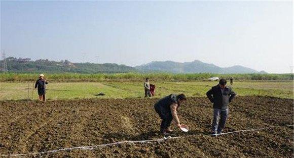 籽用南瓜如何栽培