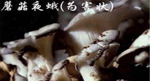 食用菌病虫害的防治原则