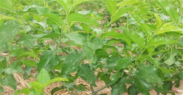 枣树红蜘蛛预防方法