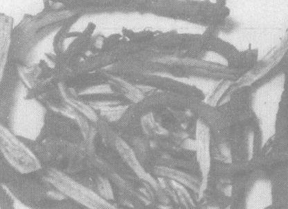 柴胡的功效与作用