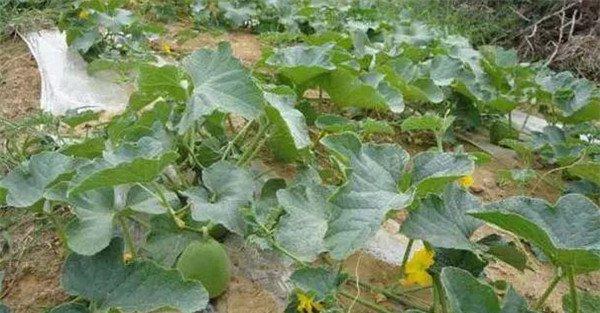 甜瓜追肥用什么肥料好
