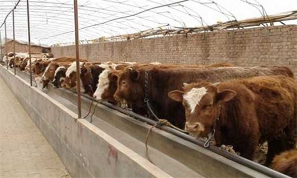 肉牛快速育肥（直线育肥）技术与方法简介