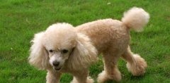 贵宾犬的美容方法