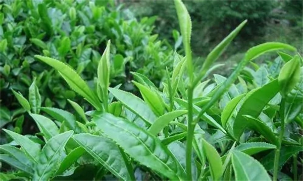 如何对夏茶期茶园病虫害进行绿色防控