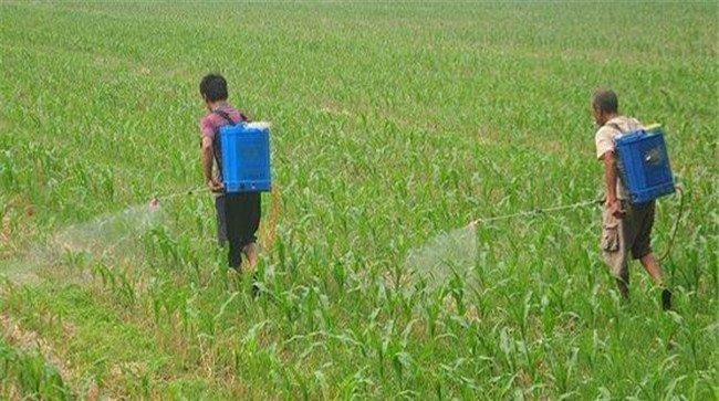 玉米除草剂在什么时间喷施效果好