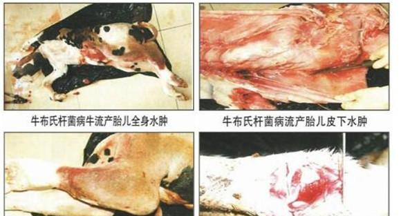 牛布氏杆菌病症状和治疗方法、临床诊断要点
