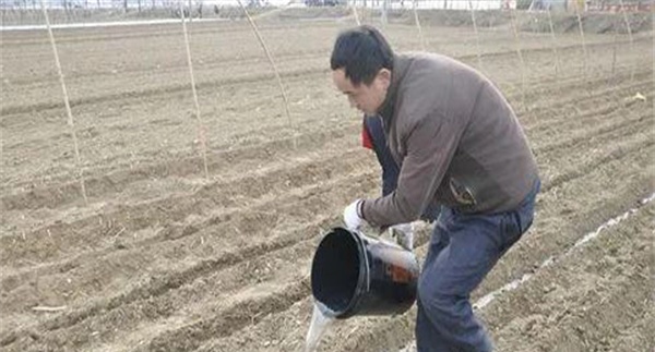 为什么秋季生产播种后要立即浇水