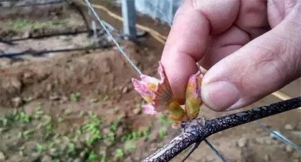 葡萄抹芽的作用是什么