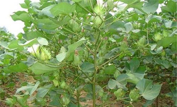 棉花一施肥要求与技巧
