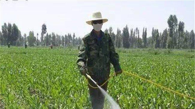 玉米除草剂使用技术要求