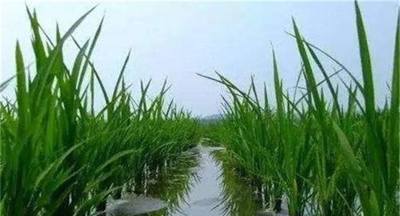 科学管水，防止早衰