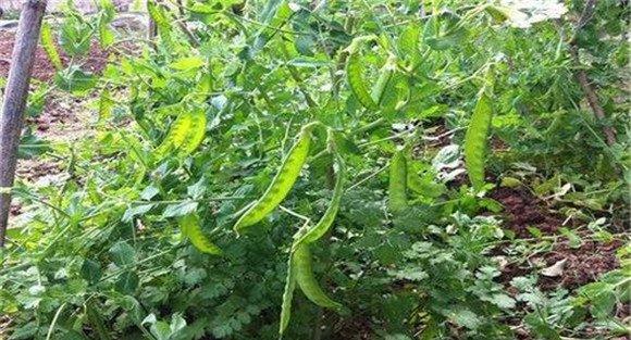 荷兰豆栽培技术