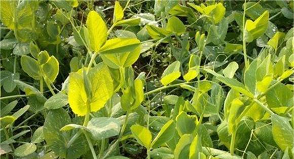 荷兰豆种植技术与管理方法