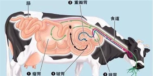 牛食道阻塞的发病原因
