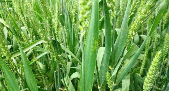 小麦的抽穗开花期