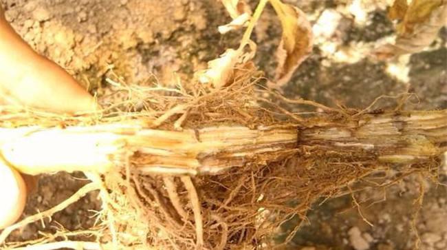 怎样防治黄花菜根腐病