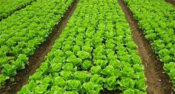 种植生菜的土壤选择