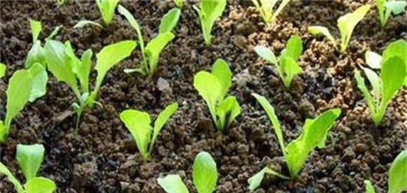 生菜的栽培季节播种育苗