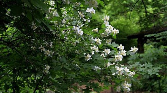 山梅花栽培管理方法及其园林用途