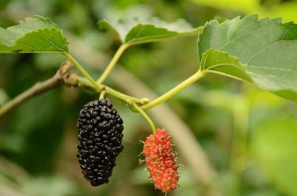 其他果树种植管理方法