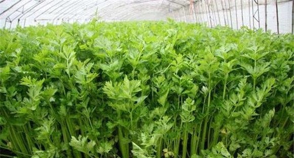 芹菜除草剂什么时间打好