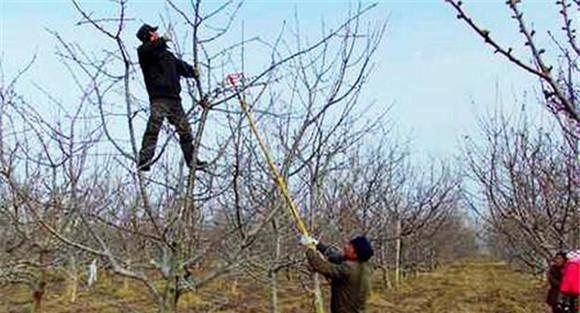 苹果树怎样修剪 苹果树修剪技术要点
