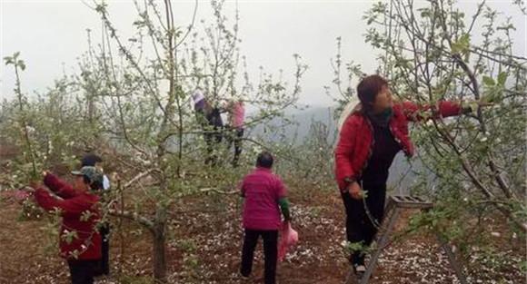 苹果树修剪技术要点