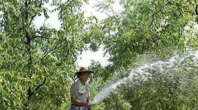 枣树喷施叶面肥的浓度要求