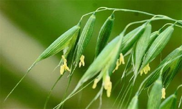 燕麦种植条件要求