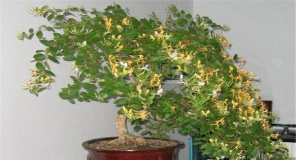 金银花盆景的栽培和养护