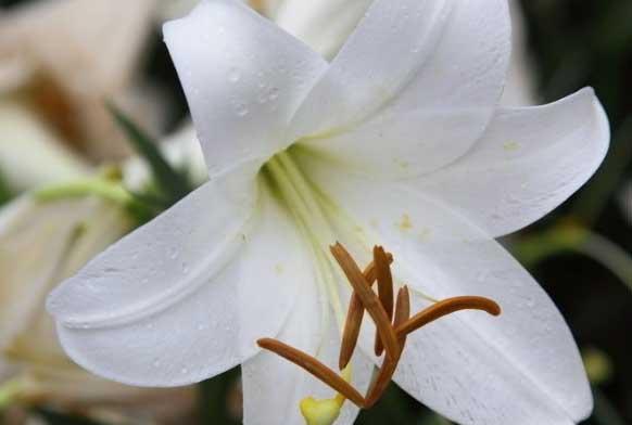 百合花的养殖方法