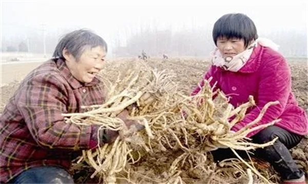 玄参如何采收